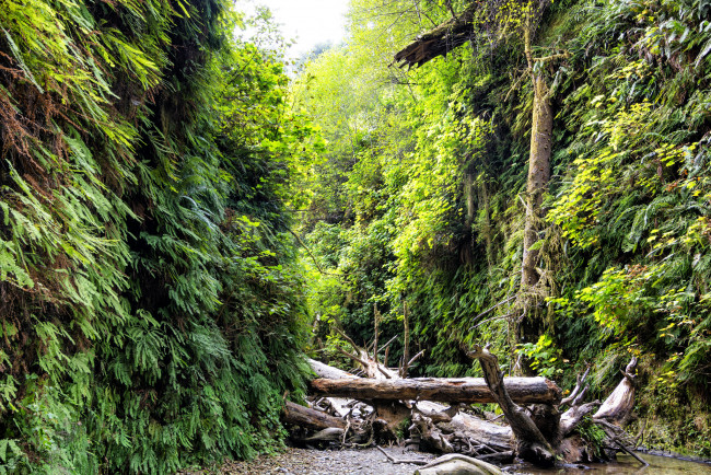 Обои картинки фото природа, лес, простор