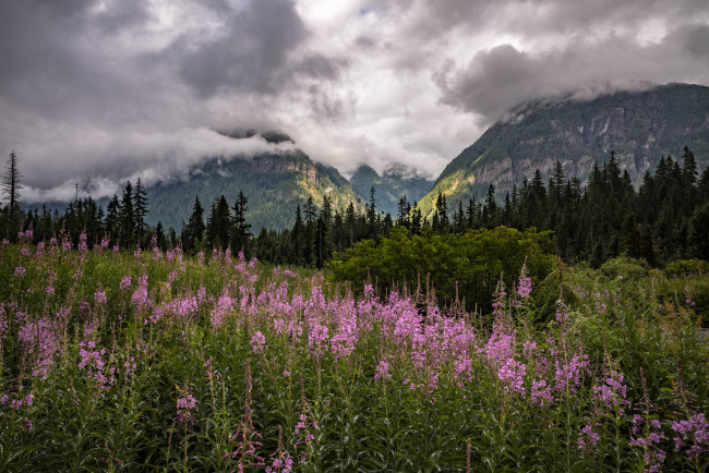 Обои картинки фото природа, луга, простор