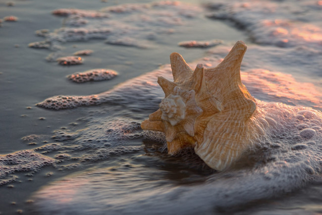 Обои картинки фото разное, ракушки,  кораллы,  декоративные и spa-камни, песок, прибой, макро, закат, свет, берег, вода, пена, ракушка