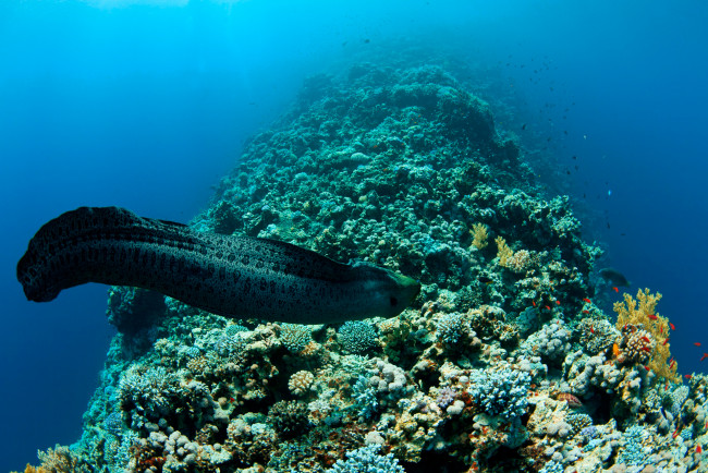 Обои картинки фото животные, мурены, мир, подводный, белая, вода, shark, мурена, рыба