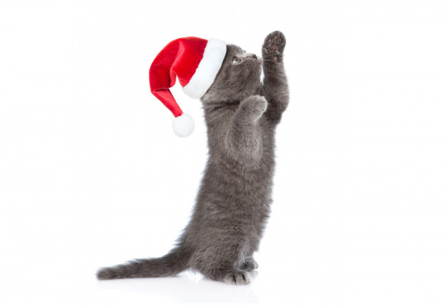 Обои картинки фото животные, коты, котёнок