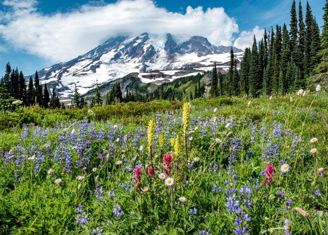 Обои картинки фото природа, луга, простор