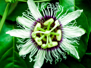 обоя цветы, пассифлора, страстоцвет