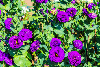 обоя цветы, эустома, лиловый