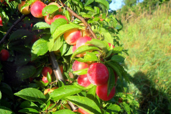 Картинка природа плоды сливы