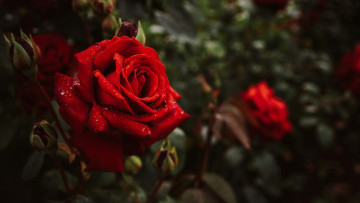 Картинка цветы розы алая роза капли