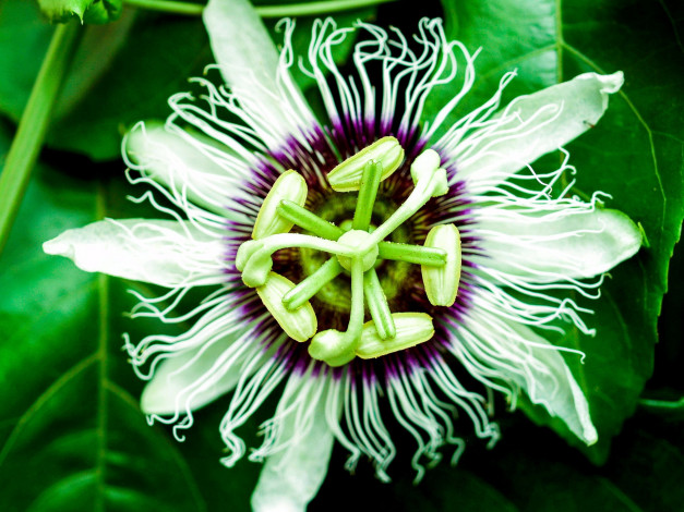 Обои картинки фото цветы, пассифлора, страстоцвет