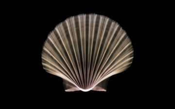 Картинка разное кости +рентген ракушка раковина