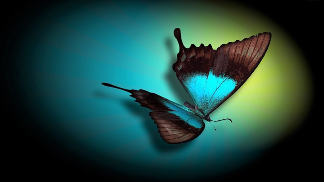 Обои картинки фото животные, бабочки,  мотыльки,  моли, бабочка