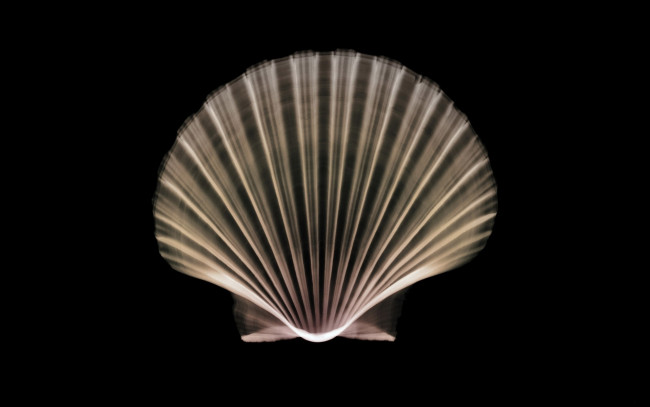 Обои картинки фото разное, кости,  рентген, ракушка, раковина