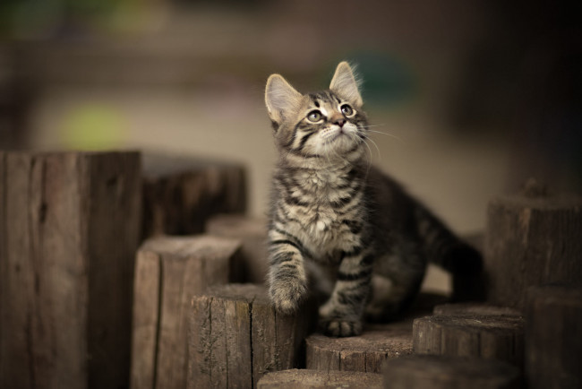 Обои картинки фото животные, коты, котёнок, комочек, шерсти, няшное, существо, да, и, лучший, друг, человека, мур, мяу