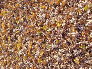 Картинка природа листья