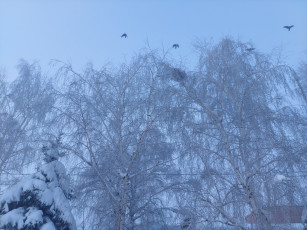 Картинка природа зима снег