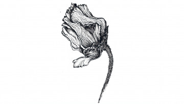 Картинка оригинал+295312 рисованное цветы рисунок