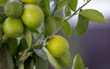 Картинка природа плоды лимоны
