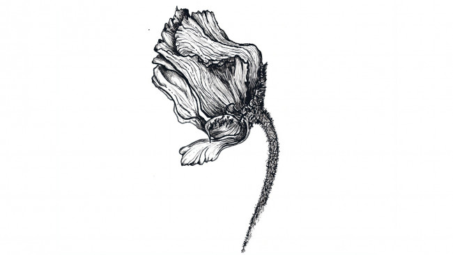 Обои картинки фото оригинал 295312, рисованное, цветы, рисунок