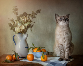 Картинка животные коты кот кошка