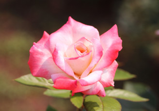 обоя цветы, розы, цветок