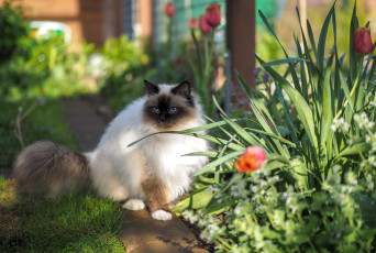 Картинка животные коты кот кошка