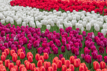 обоя цветы, тюльпаны