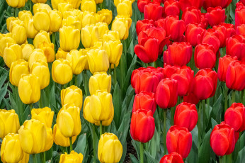 обоя цветы, тюльпаны