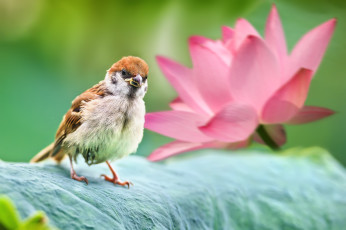 обоя животные, воробьи, птица