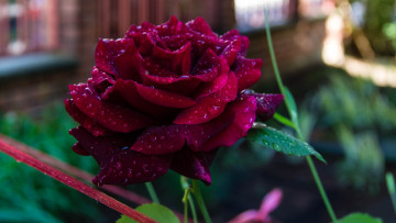 обоя цветы, розы, цветок