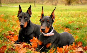 Картинка животные собаки пара доберманы листья осень трава лужайка