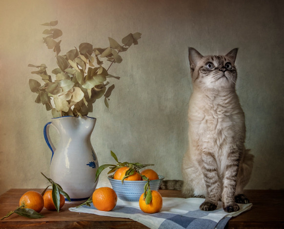 Обои картинки фото животные, коты, кот, кошка