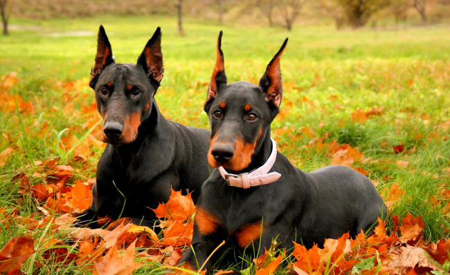 Обои картинки фото животные, собаки, пара, доберманы, листья, осень, трава, лужайка