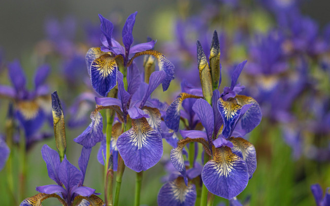 Обои картинки фото цветы, ирисы, лиловые, много