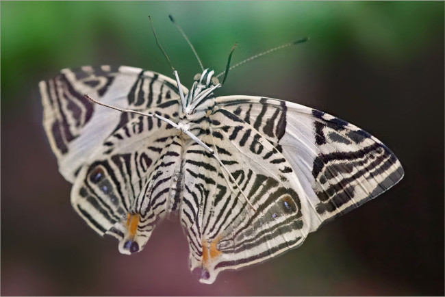 Обои картинки фото животные, бабочки,  мотыльки,  моли, бабочка