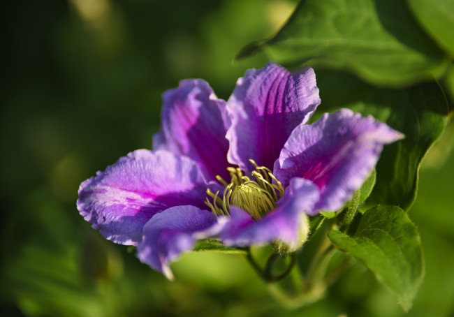 Обои картинки фото цветы, клематис , ломонос, цветок