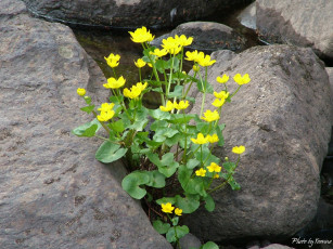 Картинка цветы калужницы лютики