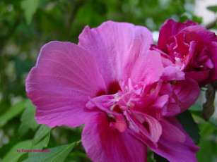 обоя цветы, пионы