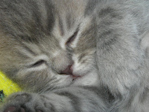 Картинка животные коты