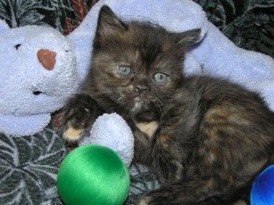 Картинка животные коты