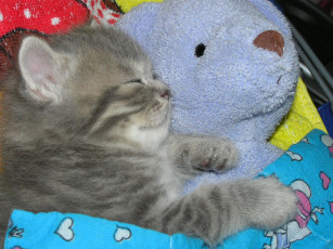 Картинка животные коты