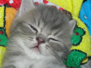 Картинка животные коты