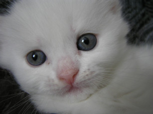 Картинка животные коты