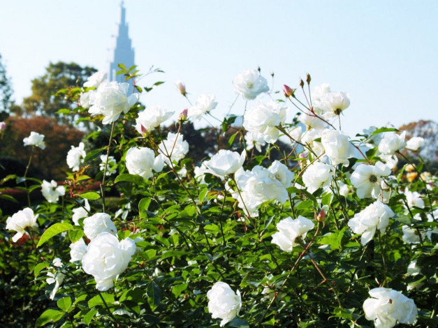 Обои картинки фото цветы, розы