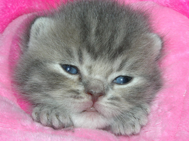 Обои картинки фото животные, коты