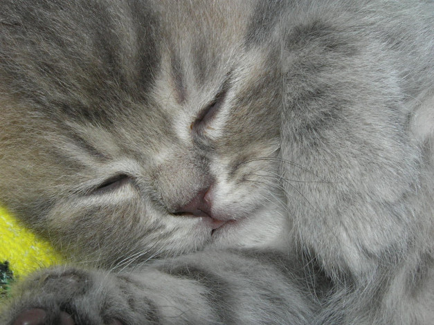 Обои картинки фото животные, коты