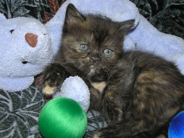 Обои картинки фото животные, коты