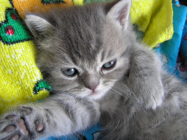 Обои картинки фото животные, коты