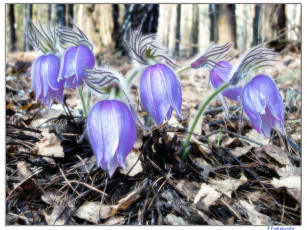 Картинка aleksandre сон трава разное