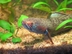 Картинка arnold змееголов животные рыбы