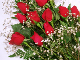 обоя цветы, розы