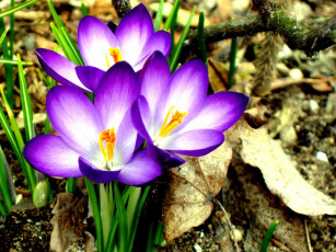 Картинка grandiflorus wesna zwete цветы крокусы