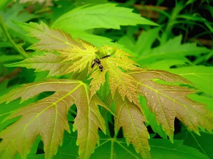 Картинка iryna varabei дождь прошел вздремнуть животные насекомые